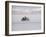 Speeding Motorcycle During Bonneville Hot Rod Meet at the Bonneville Salt Flats in Utah-J^ R^ Eyerman-Framed Photographic Print