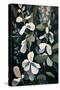 Speedwell Flowers Field-Lea Faucher-Stretched Canvas