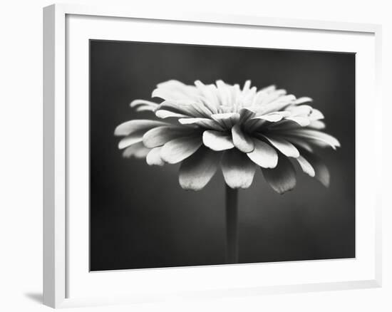 Spellbinding-Carolyn Cochrane-Framed Photographic Print