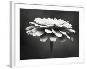 Spellbinding-Carolyn Cochrane-Framed Photographic Print