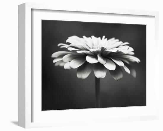 Spellbinding-Carolyn Cochrane-Framed Photographic Print