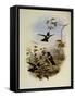 Spence's Sun Angel, Heliangelus Spencei-John Gould-Framed Stretched Canvas