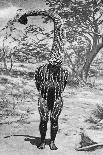 An Emu Man Performing the Sacred Totem of His Group, Australia, 1922-Spencer and Gillen-Framed Stretched Canvas