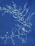 19th-century Alga Cyanotype-Spencer Collection-Laminated Photographic Print