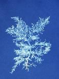 19th-century Alga Cyanotype-Spencer Collection-Mounted Photographic Print