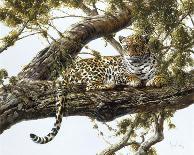 Leopard in a Tree I-Spencer Hodge-Giclee Print