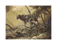 Leopard in a Tree I-Spencer Hodge-Giclee Print