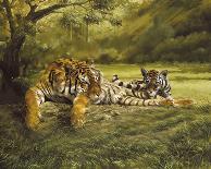 Snow Tigers-Spencer Hodge-Giclee Print