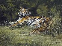 Tigress and Cubs-Spencer Hodge-Giclee Print
