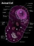 Animal Cell Diagram-Spencer Sutton-Giclee Print