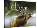 Stretched Canvas