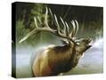 Stretched Canvas