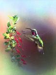 Summer Hummer-Spencer Williams-Giclee Print