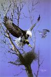 Harpy Eagle-Spencer Williams-Giclee Print