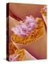 Sperm in Testis of a Rat-Micro Discovery-Stretched Canvas