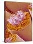 Sperm in Testis of a Rat-Micro Discovery-Stretched Canvas