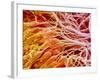 Sperm in Testis of a Rat-Micro Discovery-Framed Photographic Print