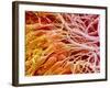 Sperm in Testis of a Rat-Micro Discovery-Framed Photographic Print