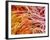 Sperm in Testis of a Rat-Micro Discovery-Framed Photographic Print