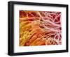 Sperm in Testis of a Rat-Micro Discovery-Framed Photographic Print