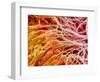 Sperm in Testis of a Rat-Micro Discovery-Framed Photographic Print