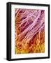 Sperm in Testis of a Rat-Micro Discovery-Framed Photographic Print