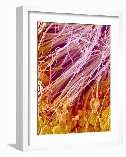 Sperm in Testis of a Rat-Micro Discovery-Framed Photographic Print