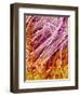 Sperm in Testis of a Rat-Micro Discovery-Framed Photographic Print