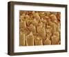 Sperm in Testis of a Rat-Micro Discovery-Framed Photographic Print