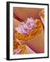 Sperm in Testis of a Rat-Micro Discovery-Framed Photographic Print