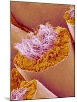 Sperm in Testis of a Rat-Micro Discovery-Mounted Photographic Print