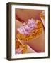 Sperm in Testis of a Rat-Micro Discovery-Framed Photographic Print