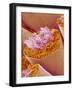 Sperm in Testis of a Rat-Micro Discovery-Framed Photographic Print