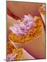 Sperm in Testis of a Rat-Micro Discovery-Mounted Photographic Print