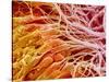 Sperm in Testis of a Rat-Micro Discovery-Stretched Canvas