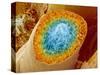 Sperm Production-Micro Discovery-Stretched Canvas