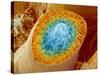 Sperm Production-Micro Discovery-Stretched Canvas