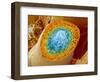 Sperm Production-Micro Discovery-Framed Photographic Print