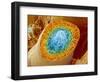 Sperm Production-Micro Discovery-Framed Photographic Print