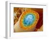 Sperm Production-Micro Discovery-Framed Photographic Print