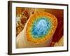 Sperm Production-Micro Discovery-Framed Photographic Print