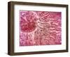 Sperm Traveling Towards Egg with Cellia-null-Framed Art Print