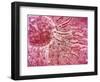 Sperm Traveling Towards Egg with Cellia-null-Framed Art Print