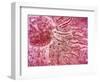 Sperm Traveling Towards Egg with Cellia-null-Framed Art Print