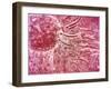 Sperm Traveling Towards Egg with Cellia-null-Framed Art Print