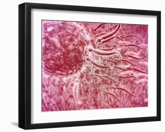 Sperm Traveling Towards Egg with Cellia-null-Framed Art Print