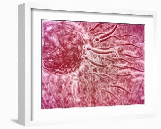 Sperm Traveling Towards Egg with Cellia-null-Framed Art Print