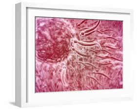 Sperm Traveling Towards Egg with Cellia-null-Framed Art Print