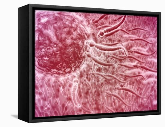 Sperm Traveling Towards Egg with Cellia-null-Framed Stretched Canvas