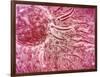 Sperm Traveling Towards Egg with Cellia-null-Framed Art Print